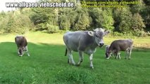 Allgäu Viehscheid - Schumpen Allgäu Kühe auf der Weide