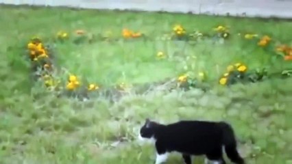 Funny Cat vs dog, hilarious Animals video