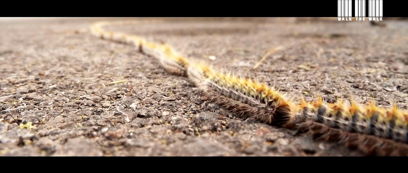 Walk the walk (The caterpillar's walk)