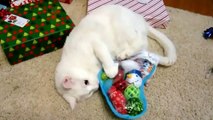 Dogs and cats funny videos | cats and dogs in chrismas