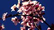 NAIL ART fleurs de cerisier
