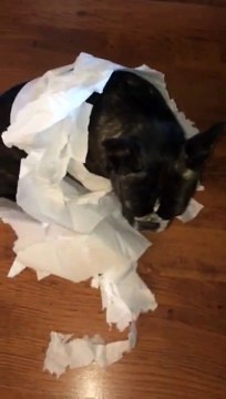 Un bulldog coupable mais tellement mignon