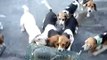 Training of Beagles puppies from three months to rabbit