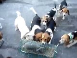Training of Beagles puppies from three months to rabbit