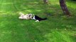 Lhasa Apso Dog Cat playing Fun