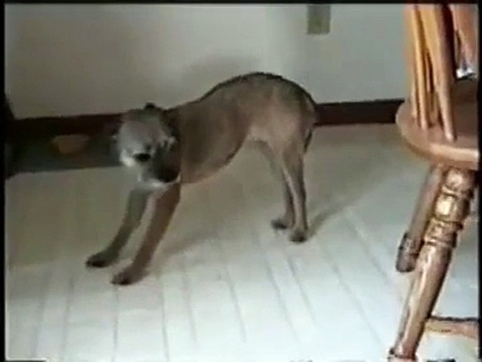 Border Terrier CECS - Dog 5