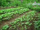 SUSTAINABLE URBAN AGRICULTURE