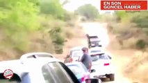 Leopar turiste saldırdı, araba ile Leoparı ezdiler