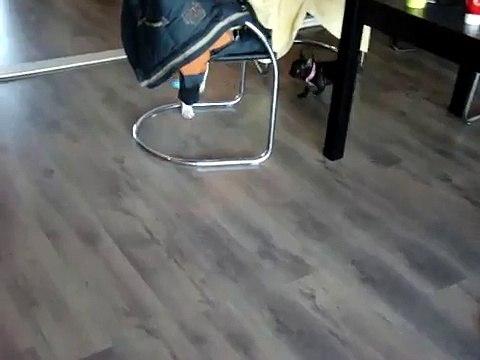 bob - franse bulldog pup (9 weken), ed - old english bulldog pup (5 maanden)