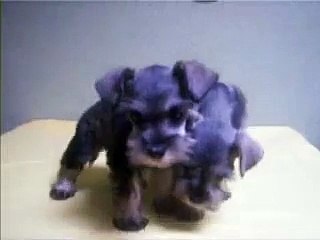 cachorros schnauzer miniatura