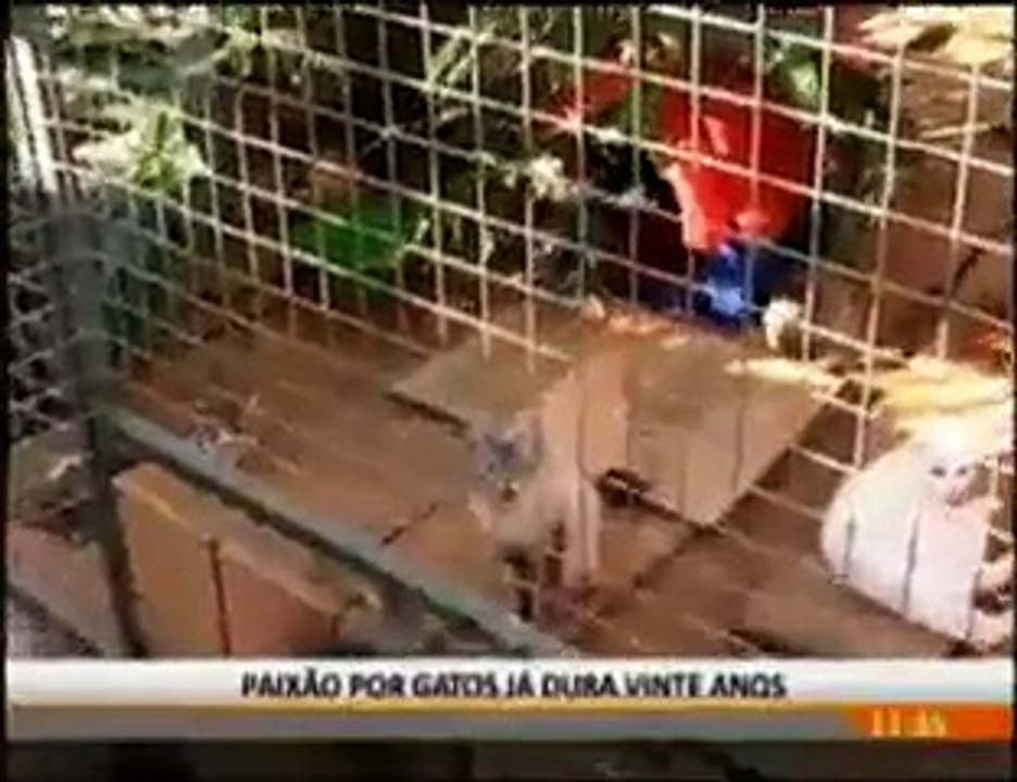 Cuidadora de gatos