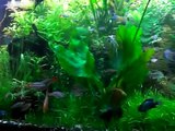 Aquarium Plants with a lot of fishes, (155gal.  Bow Front) Oct.14,2009