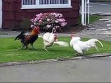 Rooster Fight | White Rooster