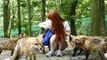 Ce village de renard au Japon est encore plus magique que ce que l'on peut croire