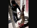 sacrificio de perros en un matadero chino(imagenes fuertes)
