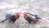 Fooling Around | Rooster Fight | Phoenix Roosters