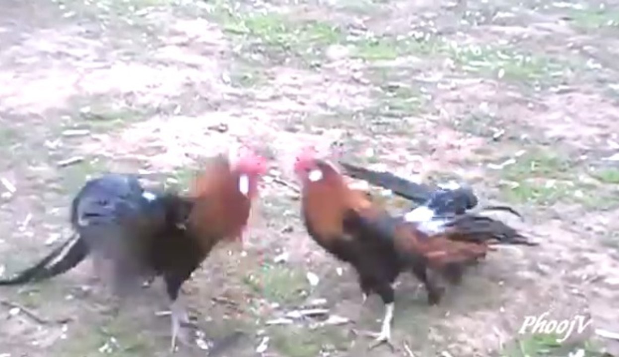 Fooling Around | Rooster Fight | Phoenix Roosters