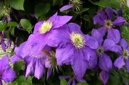 Best Flowering Vines - Clematis General Sikorski