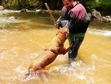 perros entrenados