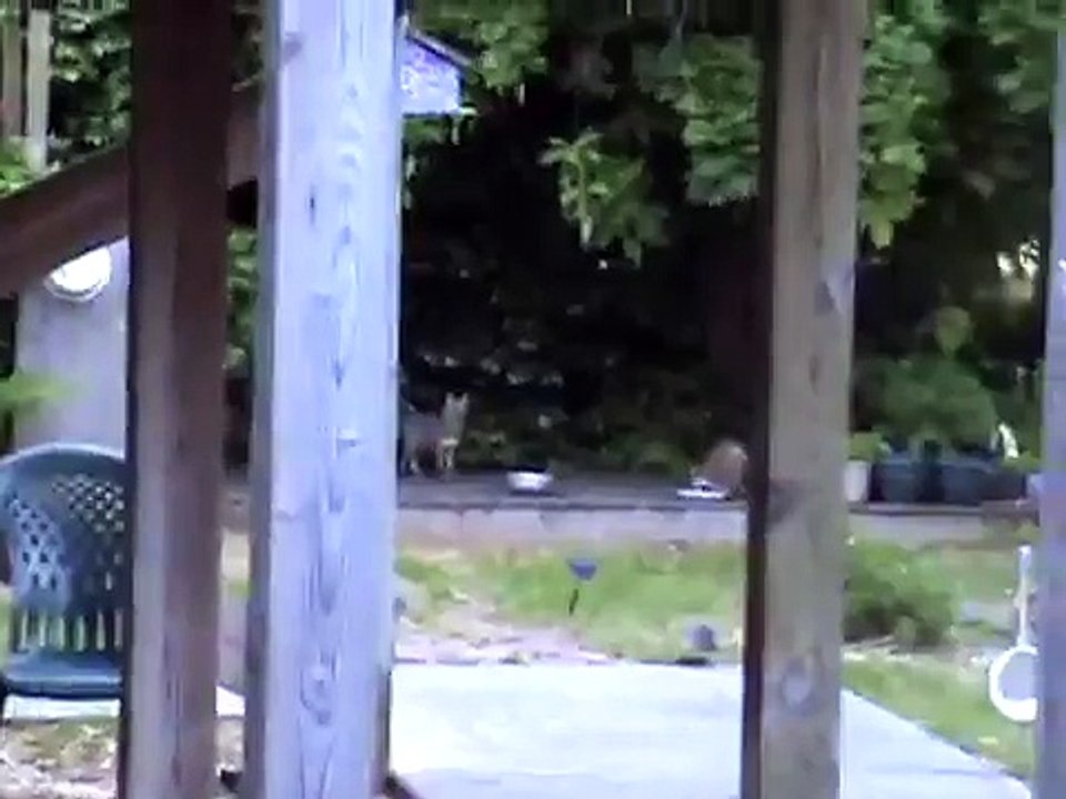 2 Red Foxes and a Raccoon eating cat food!!!