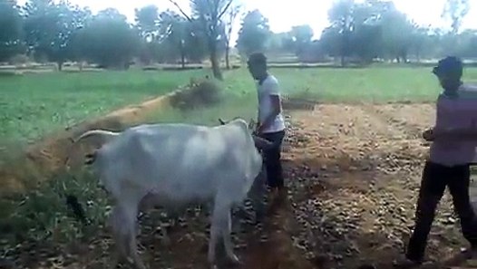Animal delivery. .. - video dailymotion