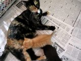 Three-Week-Old Kittens Nursing from Mother Cat