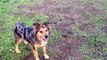 Bodhi the Wonder Dog! Australian Shepherd Plays Frisbee