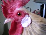 Chicken Tricks-House Pet Chicken Plays dead & bumps to Rap music