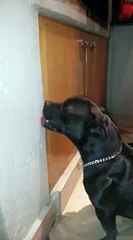 Marvin Gaye and the sexually confused dog