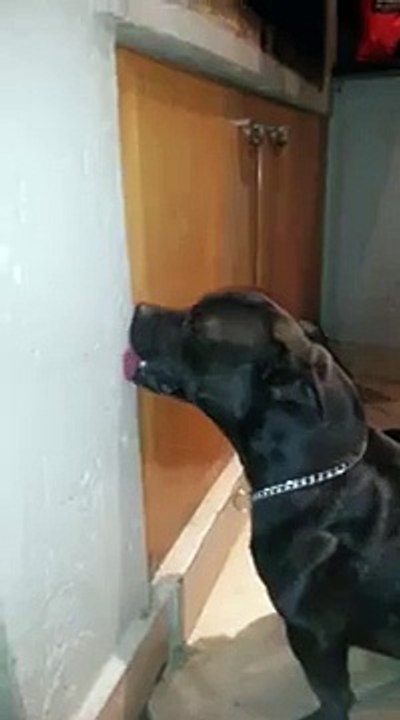 Marvin Gaye and the sexually confused dog