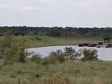 Elephant herd in Kruger Park, South Africa