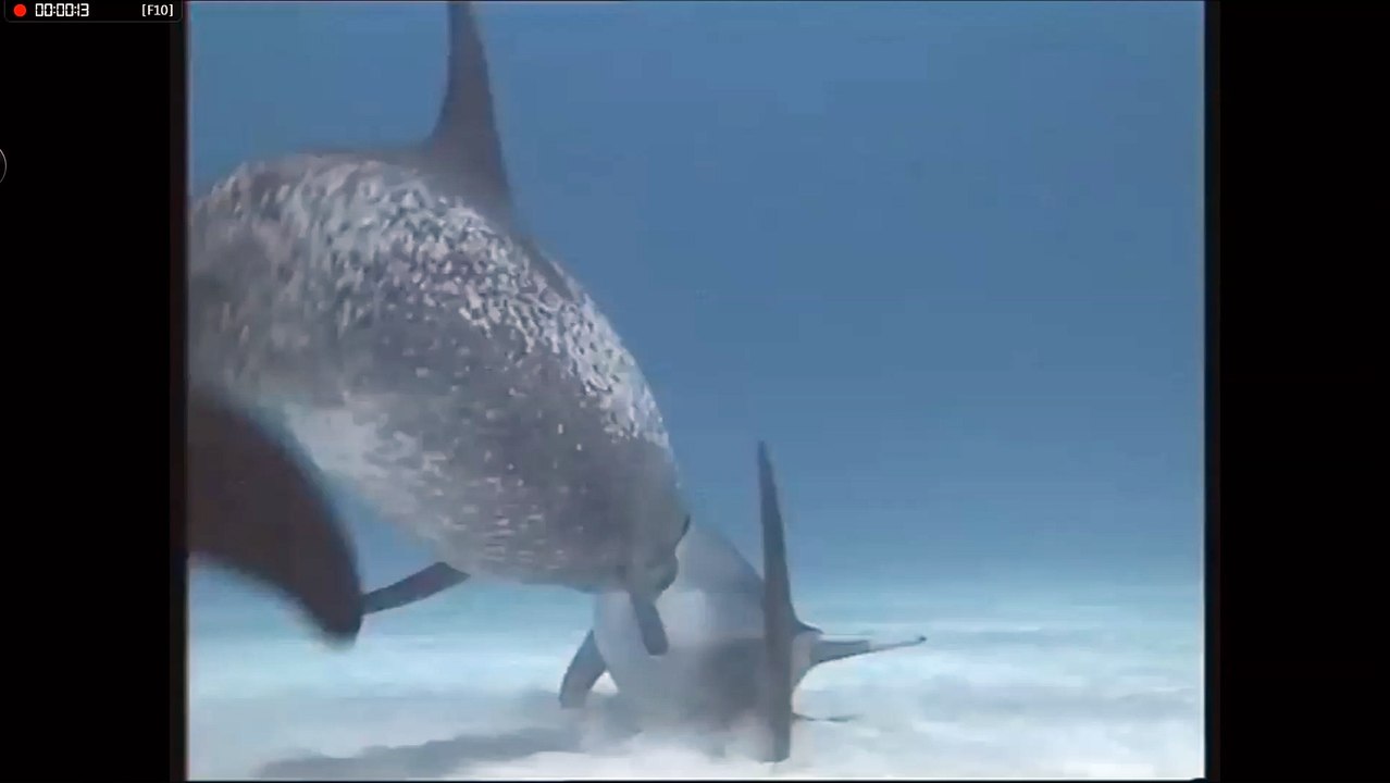 dauphins chant