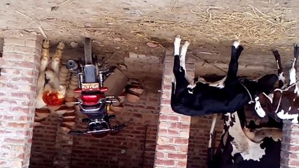 Pasrur a cow give two chaild