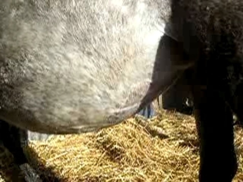 poulain qui bouge dans le ventre suite