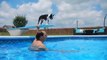 Diving Boston Terrier Swims to Bottom of Pool for Frisbee