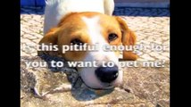 Funny animals talking dog What of your Dog could talk Funny must see video