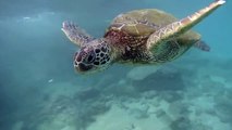 FEEDING SEA TURTLES IN MAUI