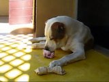 Central Asian Ovcharka  and the Raw  Bone  Yam Yam