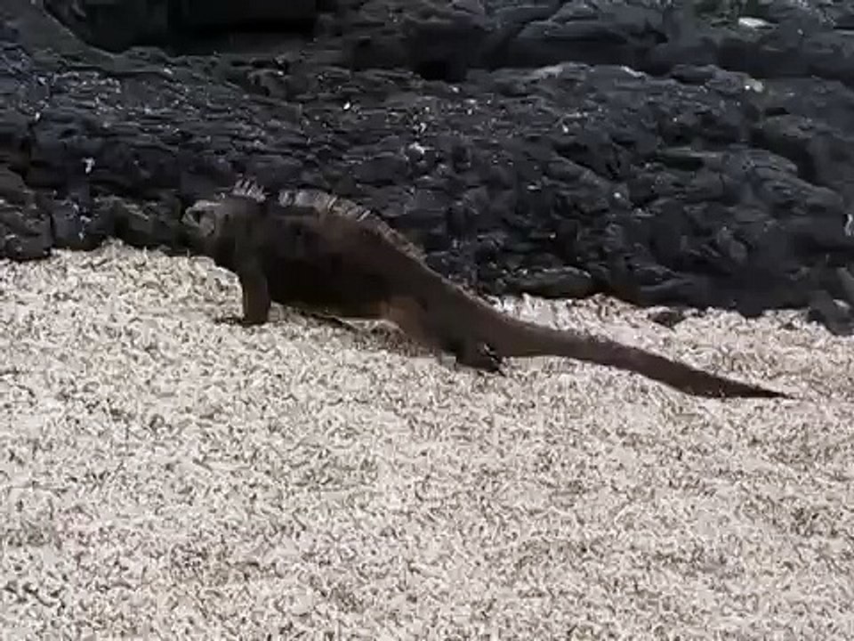 Marine Iguana Climbing Lava Rocks and Displaying- Galapagos Islands