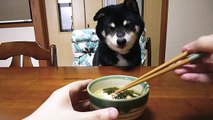黒柴クロ 犬ごはん お茶漬け Shiba Inu Kuro Eats Ochazuke