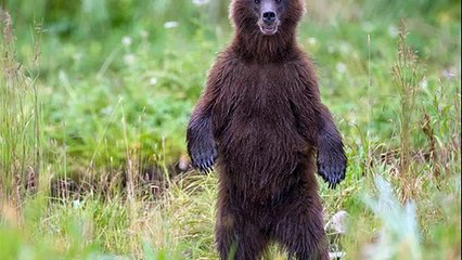 animals gone wild nat geo