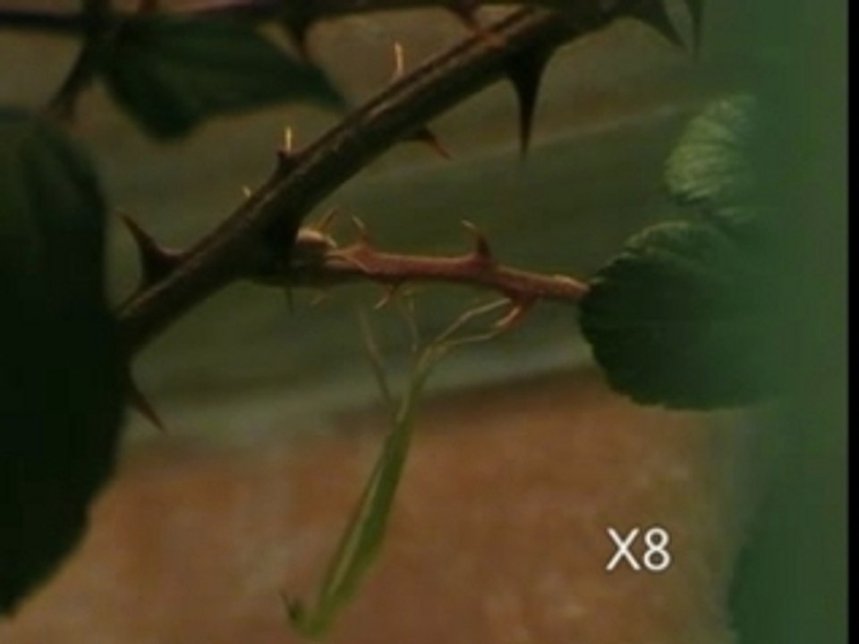 Phasme clonopsis gallica 1ere mue