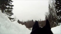 GoPro Dog Cam Slow Motion Running