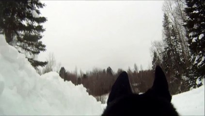 下载视频: GoPro Dog Cam Slow Motion Running