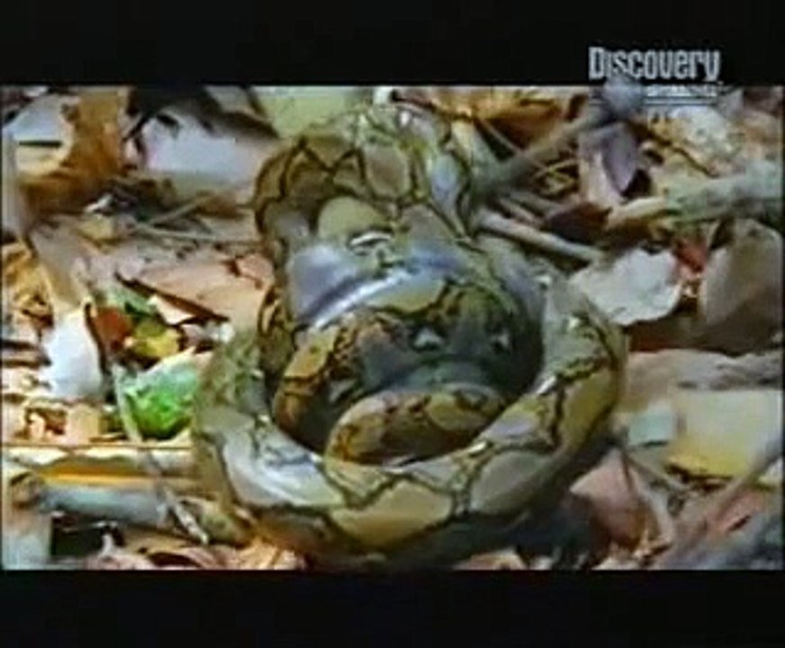 cobra vs piton