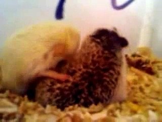 Copula de erizos Pigmeos africanos