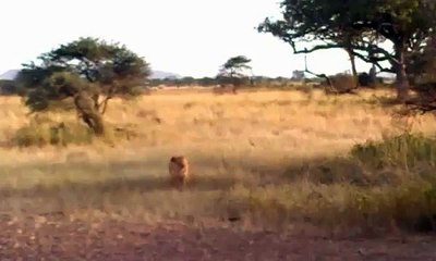 Lion attacks the great migration Documentary Animal and Nature
