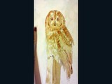 Peat - A Tawny Owl