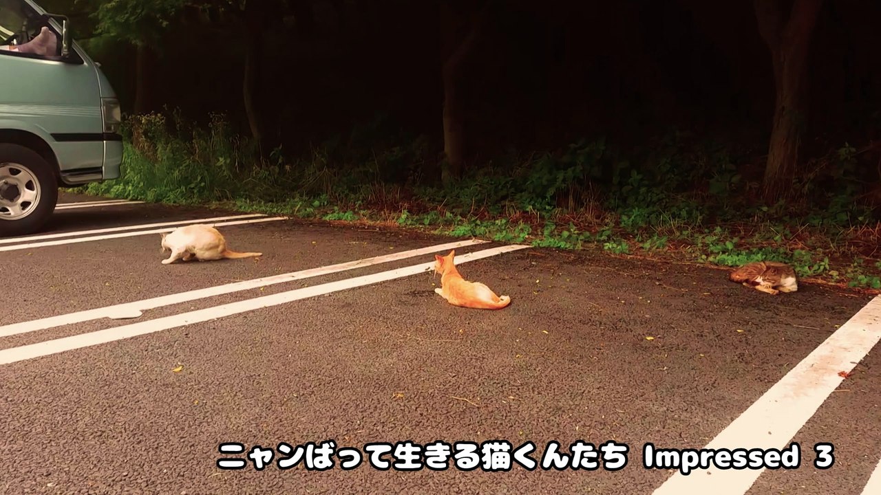 ニャンばって生きる猫くんたち　復活