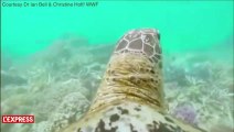 La Grande barrière de corail filmée depuis la carapace d'une tortue